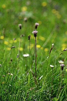 BUITEN BEELD Foto: 446421