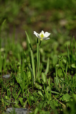 BUITEN BEELD Foto: 446429