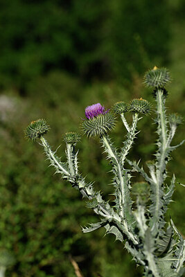 BUITEN BEELD Foto: 446432