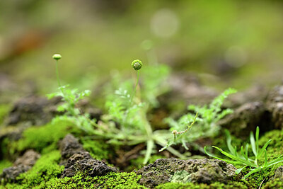 BUITEN BEELD Foto: 446437