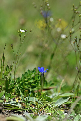 BUITEN BEELD Foto: 446438