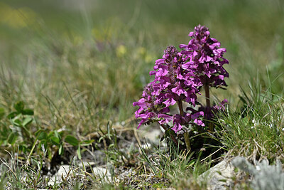 BUITEN BEELD Foto: 446440