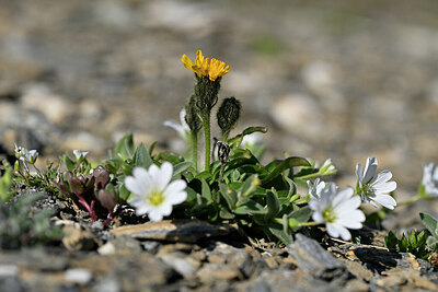 BUITEN BEELD Foto: 446441
