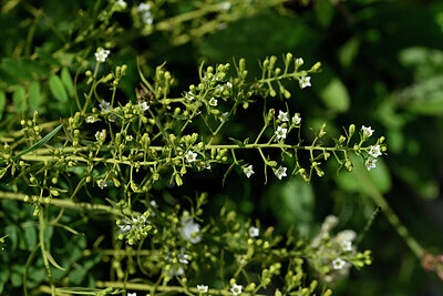 BUITEN BEELD Foto: 446446