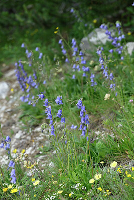 BUITEN BEELD Foto: 446449