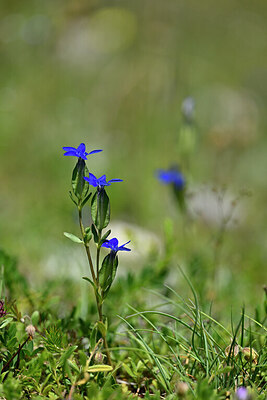 BUITEN BEELD Foto: 446460
