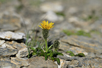 BUITEN BEELD Foto: 446462