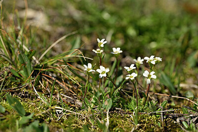 BUITEN BEELD Foto: 446465