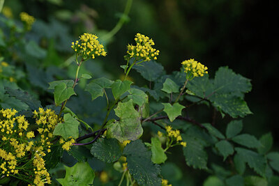 BUITEN BEELD Foto: 446466