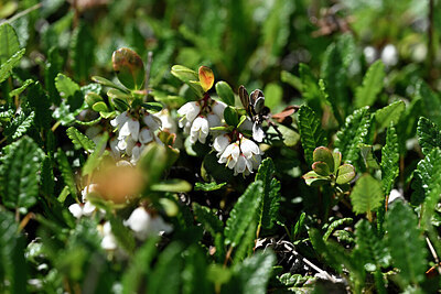 BUITEN BEELD Foto: 446470