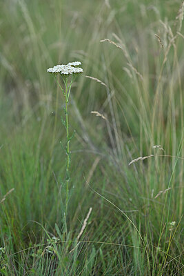 BUITEN BEELD Foto: 446472