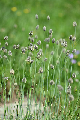 BUITEN BEELD Foto: 446473