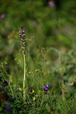 BUITEN BEELD Foto: 446474
