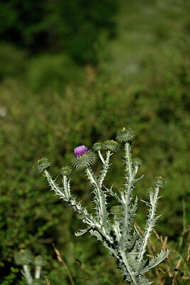 BUITEN BEELD Foto: 446479