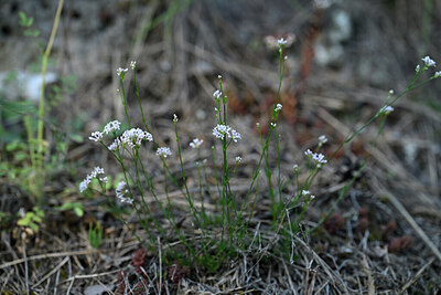 BUITEN BEELD Foto: 446480