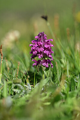 BUITEN BEELD Foto: 446485