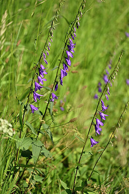 BUITEN BEELD Foto: 446488