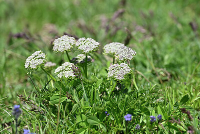 BUITEN BEELD Foto: 446496