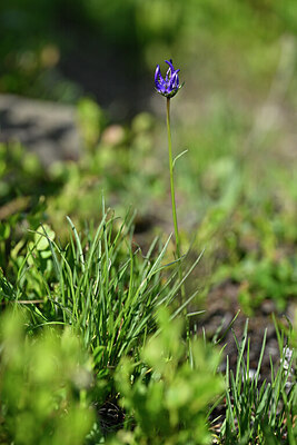BUITEN BEELD Foto: 446498
