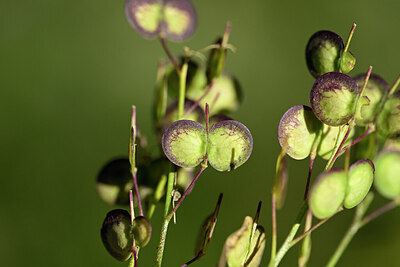 BUITEN BEELD Foto: 446502