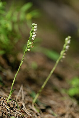 BUITEN BEELD Foto: 446504