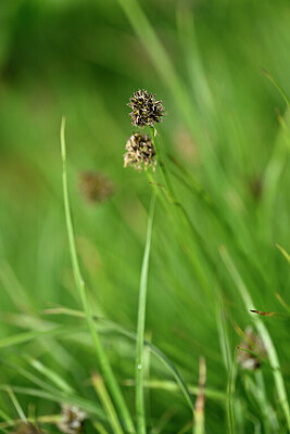 BUITEN BEELD Foto: 446505