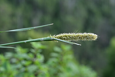 BUITEN BEELD Foto: 446506