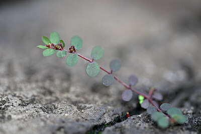 BUITEN BEELD Foto: 446508
