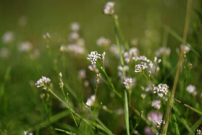 BUITEN BEELD Foto: 446509