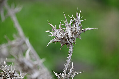 BUITEN BEELD Foto: 446510