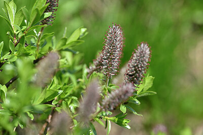 BUITEN BEELD Foto: 446513