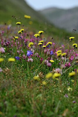 BUITEN BEELD Foto: 446519