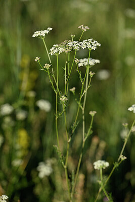 BUITEN BEELD Foto: 446520