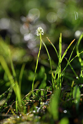 BUITEN BEELD Foto: 446524