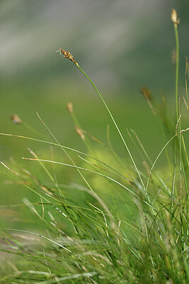 BUITEN BEELD Foto: 446526