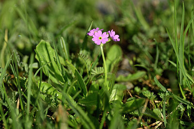 BUITEN BEELD Foto: 446529