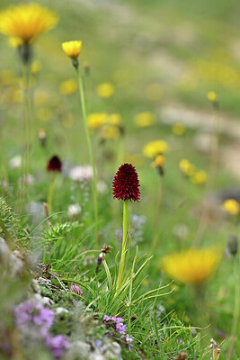 BUITEN BEELD Foto: 446533