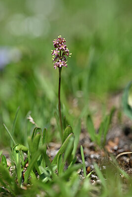 BUITEN BEELD Foto: 446534