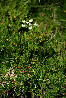 BUITEN BEELD Foto: 446535
