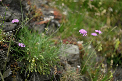 BUITEN BEELD Foto: 446537