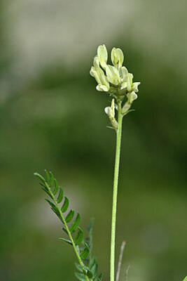 BUITEN BEELD Foto: 446542