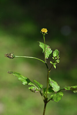 BUITEN BEELD Foto: 446543