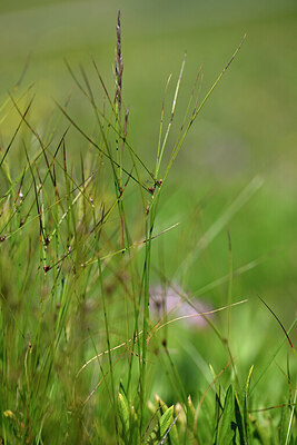 BUITEN BEELD Foto: 446544