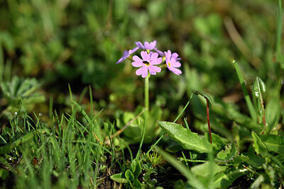 BUITEN BEELD Foto: 446545