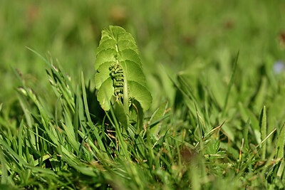 BUITEN BEELD Foto: 446546