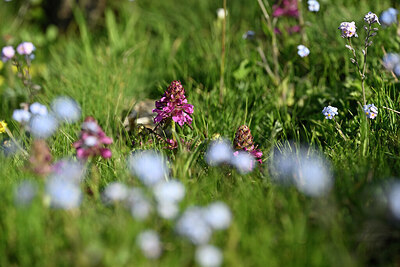 BUITEN BEELD Foto: 446547