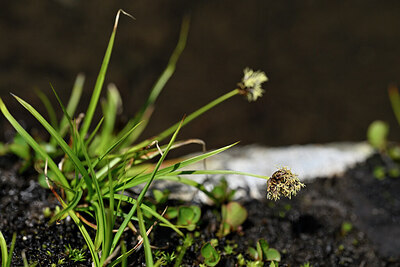 BUITEN BEELD Foto: 446548