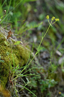 BUITEN BEELD Foto: 446549