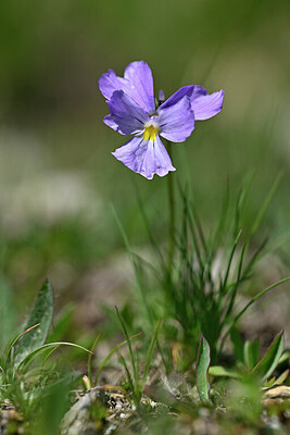 BUITEN BEELD Foto: 446550