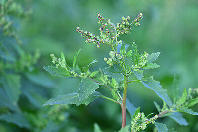 BUITEN BEELD Foto: 446552